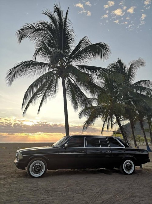 PALM-TREE-LIMOUSINE-CENTRAL-AMERICA.jpg